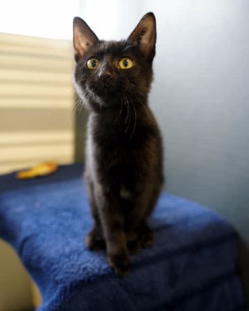 Mie