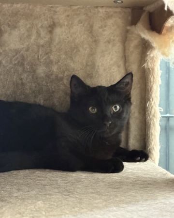 Maggie