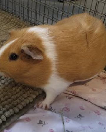 Augustus