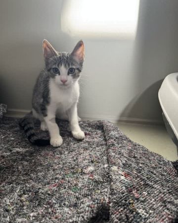 Ronja