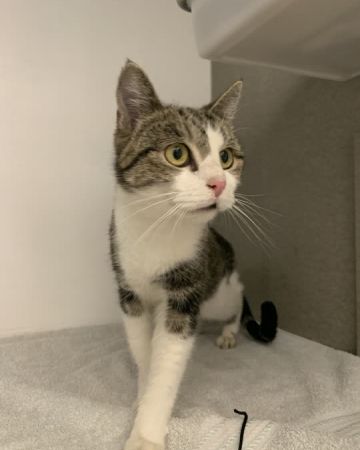 Cat Clyde