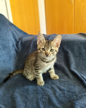 Leo