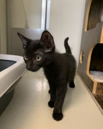 Merlin