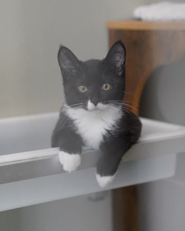 Floki