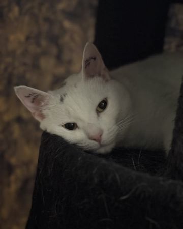 Freja
