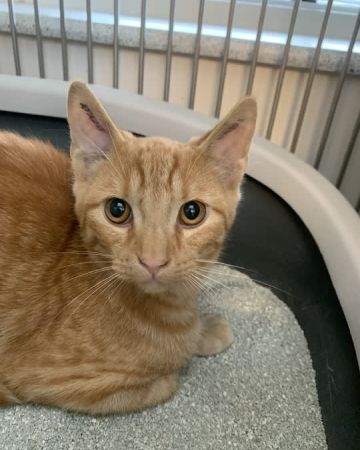 Fernando