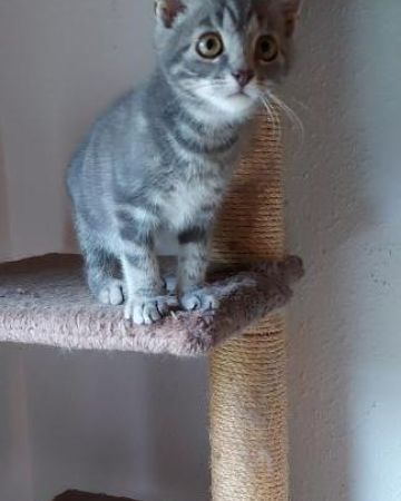 F- Whiskas
