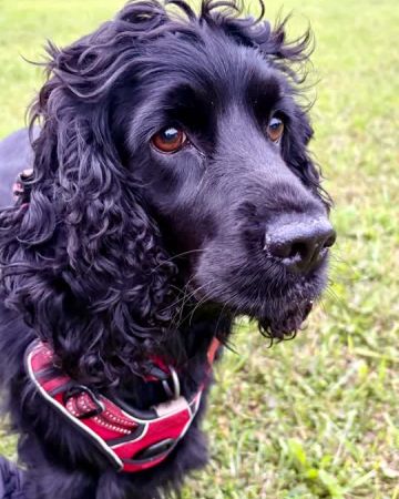 Ronja