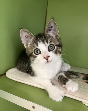Leo