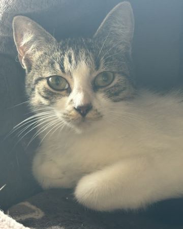 Feline