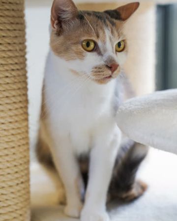 Lulu