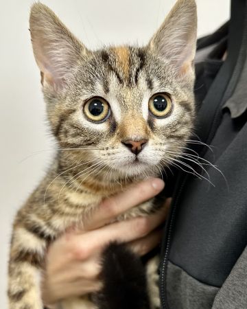 Fiona