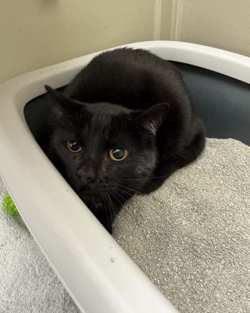 Nala