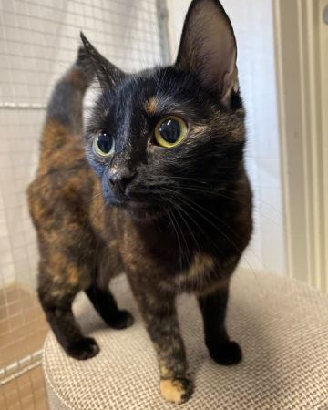 Mimi