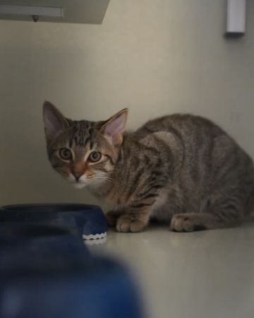 Basil