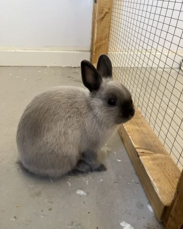 Pipi