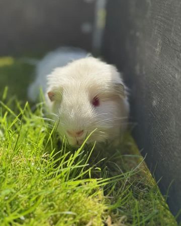 Ali