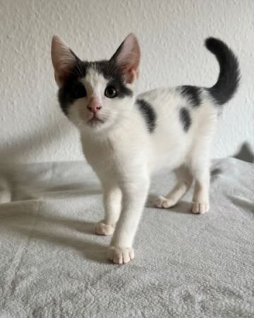 Kira