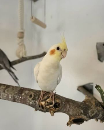 Pipfugl