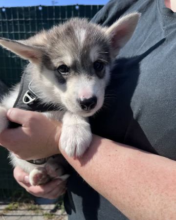 Albert
