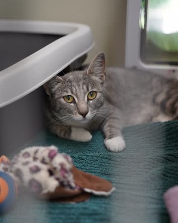 Akira