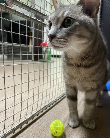 Mille