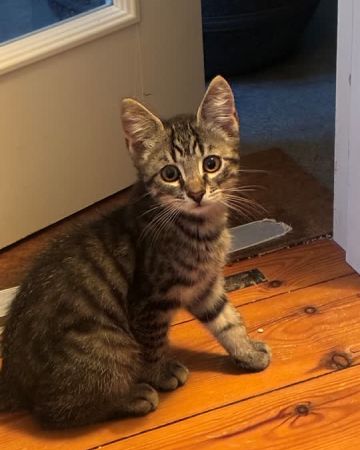 Penny