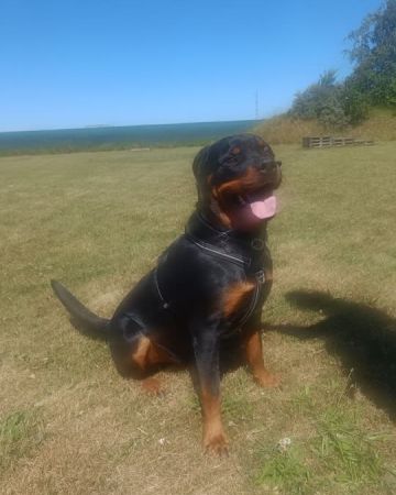 Simba