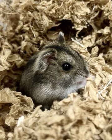 Puffe