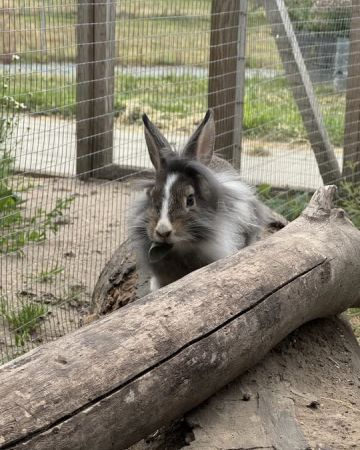 Marabou