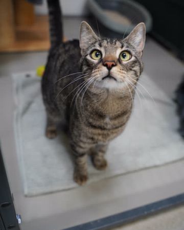Bella