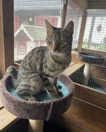 Bella