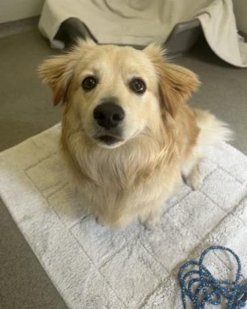Simba