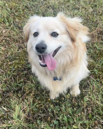 Simba
