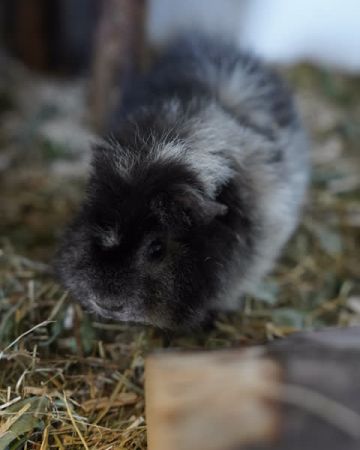 Oreo