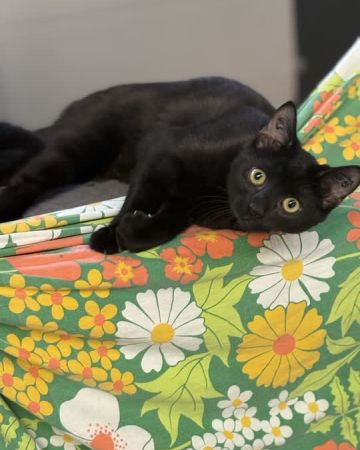 Cleopatra