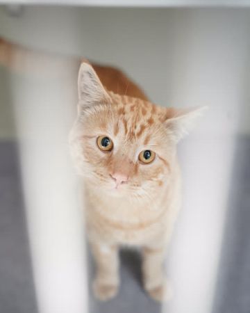Benji
