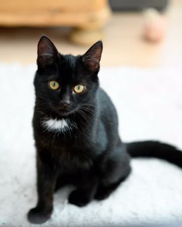 Findus