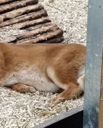 Kion