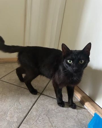 Blackie