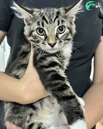 Leo