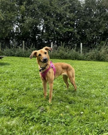 Lulu