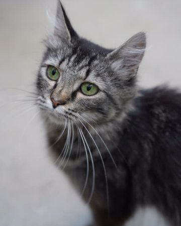 Kaya