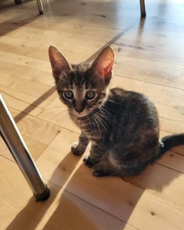 Chili