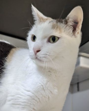 Lily