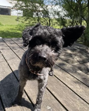 Bennie