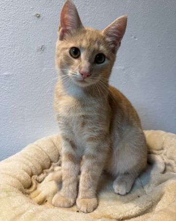 Carlos