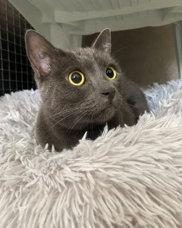 Zaya
