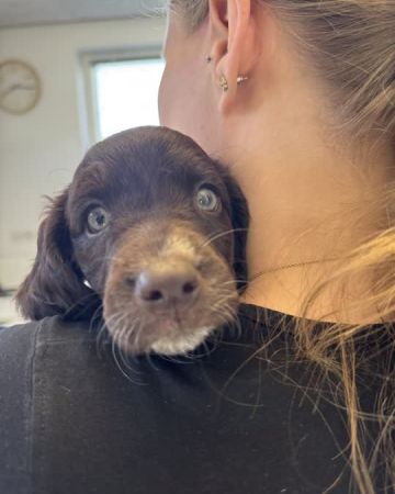 Freja