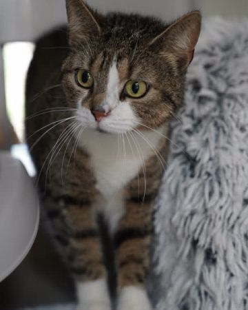 Sybil